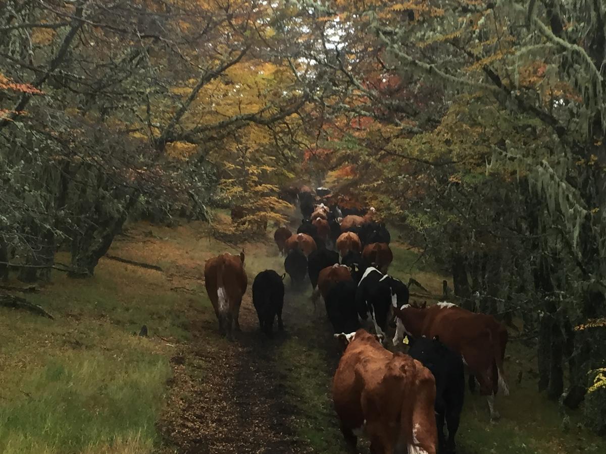 Estancia Dos Elianas Torres del Paine National Park 外观 照片